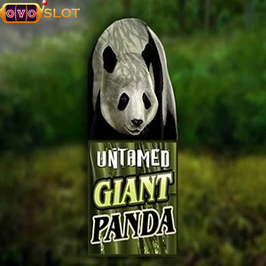 untamed giant panda
